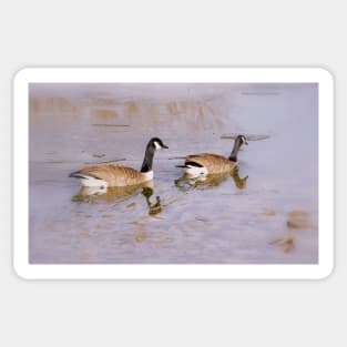 Canada Geese in Winter Sticker